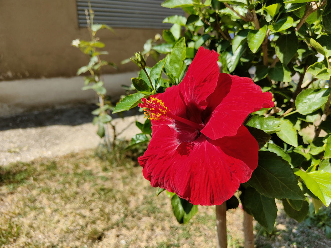 foto sample oppo reno 6 5G pro 5