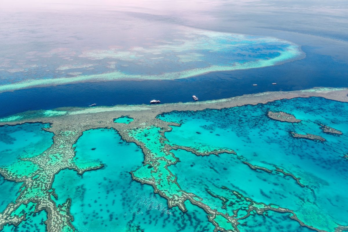 OPPO al salvataggio della grande barriera corallina australiana con l'aiuto della realtà aumentata 2 123837