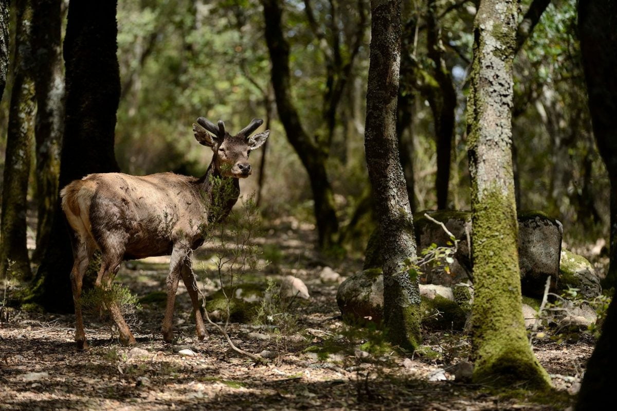 WWF Oasi Cervo sardo web 1