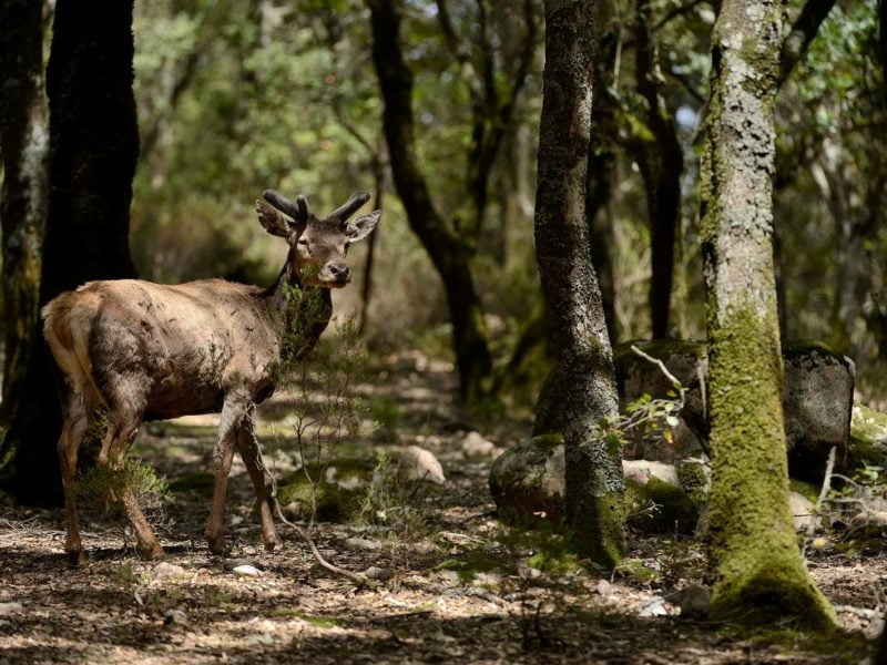 WWF Oasi Cervo sardo web 1