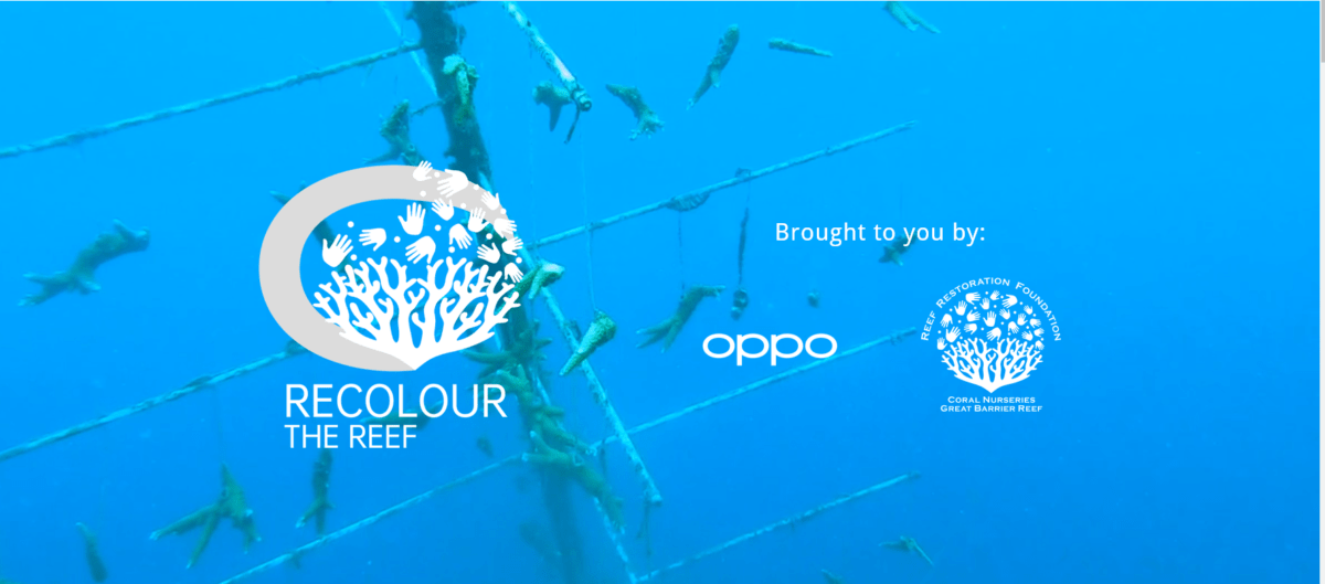 www.recolourthereef.compng