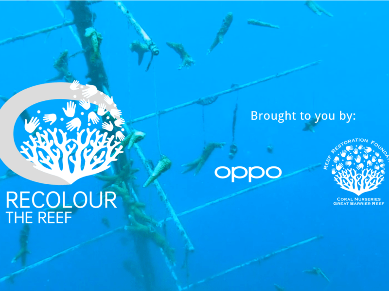 www.recolourthereef.compng