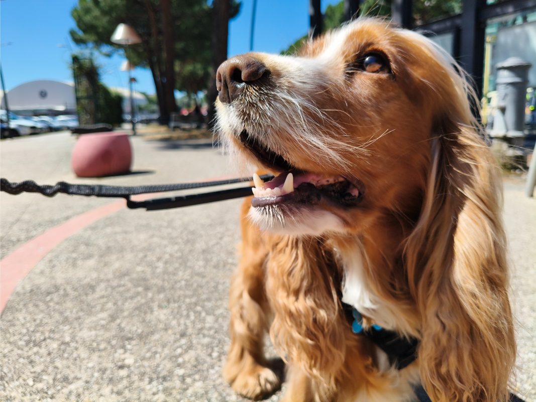 Prime impressioni OPPO Reno 12 Pro: una settimana in sua compagnia 9 reno 12 pro foto 5 1