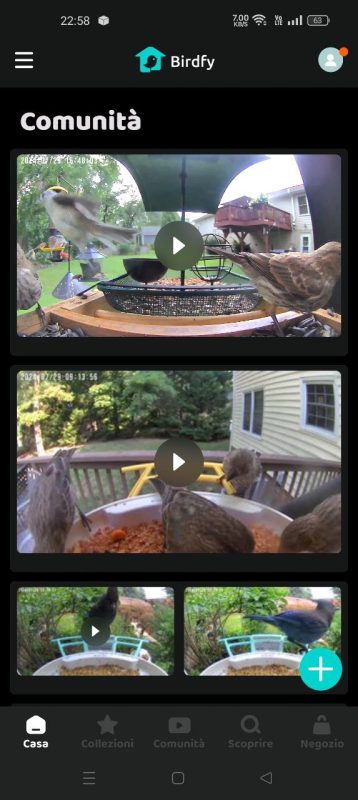 Recensione Birdfy Feeder, mangiatoia con AI per il Birdwatching: divertente ed educativa 12 photo 2024 08 12 10 24 48 1