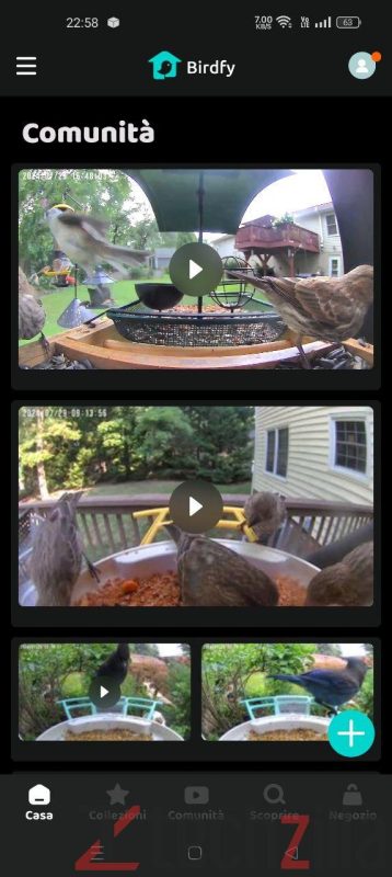 Recensione Birdfy Feeder, mangiatoia con AI per il Birdwatching: divertente ed educativa 8 photo 2024 08 12 10 24 48