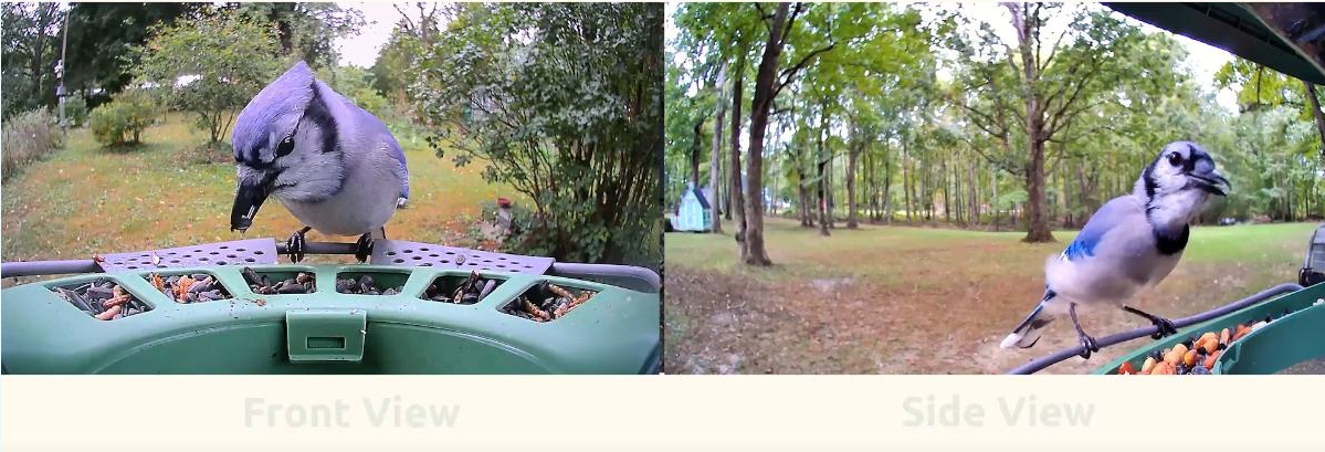 Birdfy presenta Birdfy Feeder 2: il birdwatching con AI e doppia videocamera 4 birdfy feeder 2 TZ 2